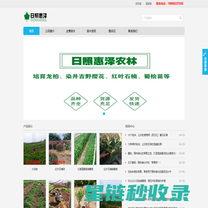 小龙柏,龙柏苗,龙柏床苗,嫁接小龙柏,龙柏树,龙柏球,龙柏工程苗 - 日照惠泽农林科技有限公司